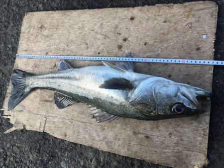 サビキでスズキ